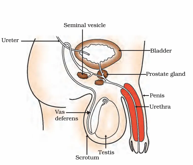 Human male reproductive system